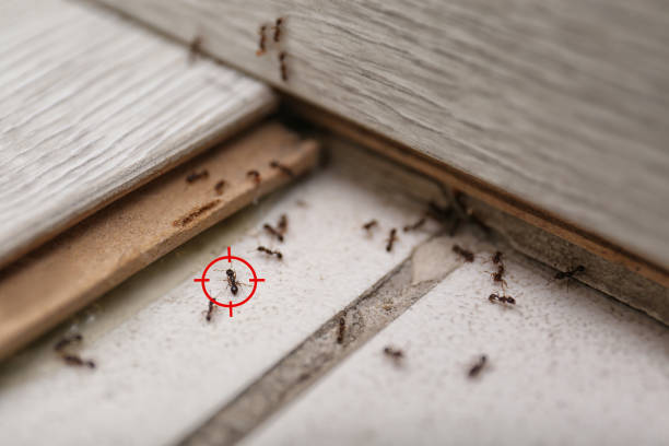 Best Mosquito Control Services  in Sandwich, IL